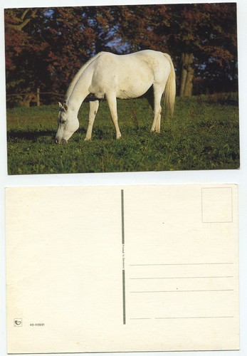 18401 weißes pferd - pferd,