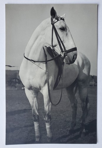 Fotografie vintage tier - fotografie, pferd