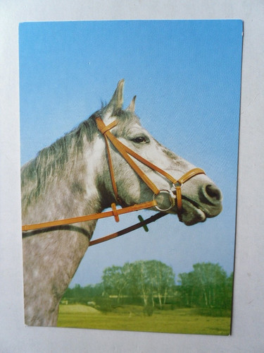 Pferd schimmel zügel kopf - ak,