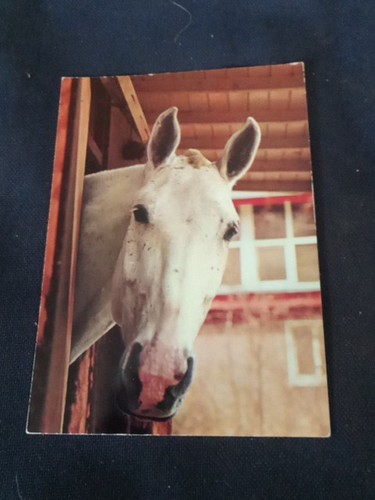 Postkarte ansichtskarte pferd - postkarte,