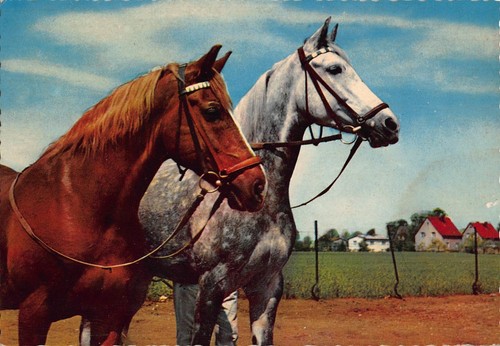 Tiere apfelschimmel und - tiere:,